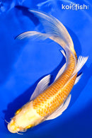 7.75" HARIWAKE BUTTERFLY