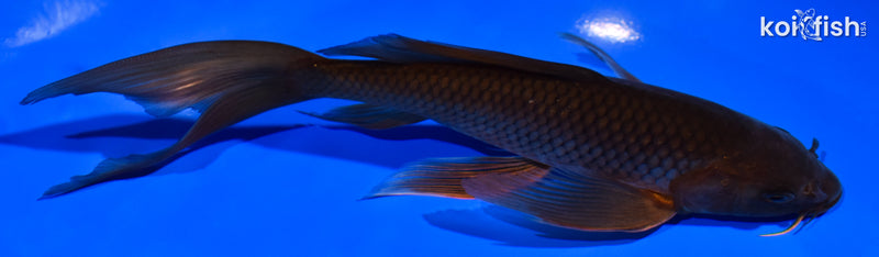 7.5" CHAGOI BUTTERFLY