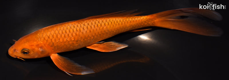 7.5" CHAGOI BUTTERFLY