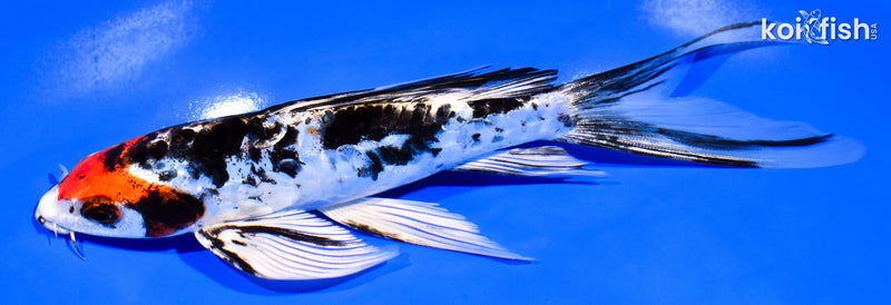 7.75" HEISEI NISHIKI BUTTERFLY