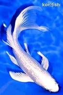 7.5" GINRIN PLATINUM OGON BUTTERFLY