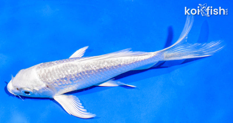 5" GINRIN PLATINUM OGON BUTTERFLY