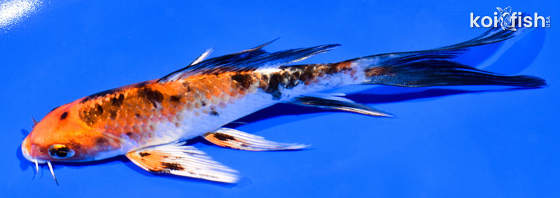 5.75" YAMATO NISHIKI BUTTERFLY