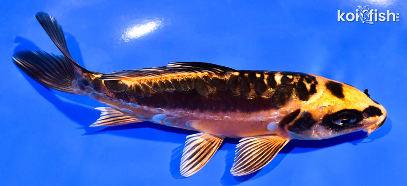 5.5" BENI KIKOKURYU