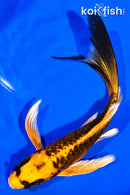 6" ARAGOKE ORENJI MATSUBA BUTTERFLY