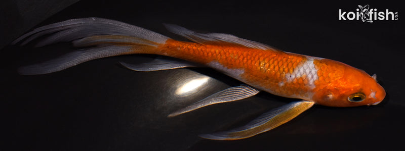 5.25" OCHIBA SHIGURE BUTTERFLY