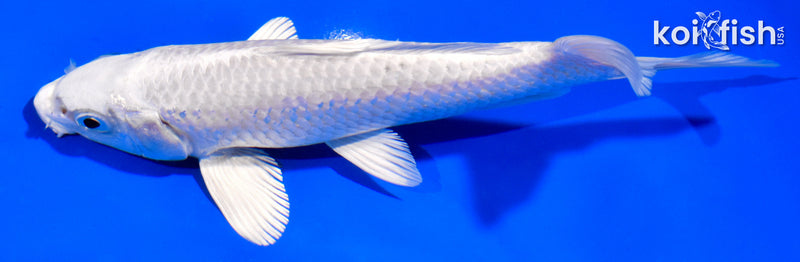 6" PLATINUM OGON