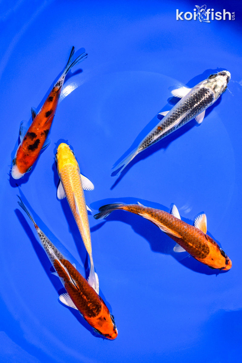 PACK OF (5) 4-5" STANDARD KOI