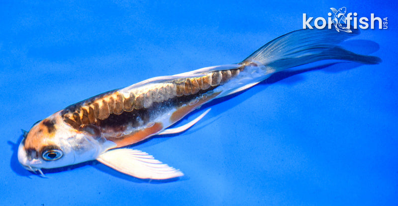 5.5" KIN KIKOKURYU BUTTERFLY