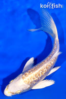 5.25" GINRIN ARAGOKE HARIWAKE BUTTERFLY