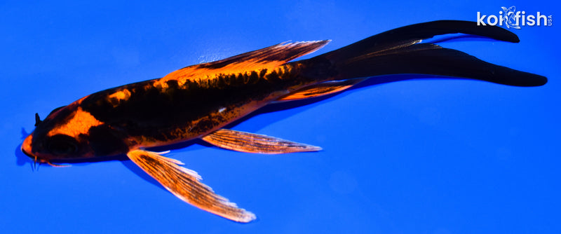 5.75" BENI KIKOKURYU BUTTERFLY