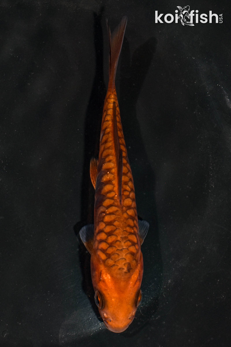 5" ARAGOKE CHAGOI