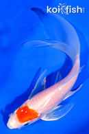 5.5" TANCHO KOHAKU BUTTERFLY