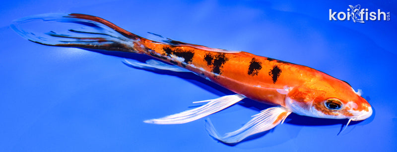 9.5" DOITSU ORENJI BEKKO BUTTERFLY