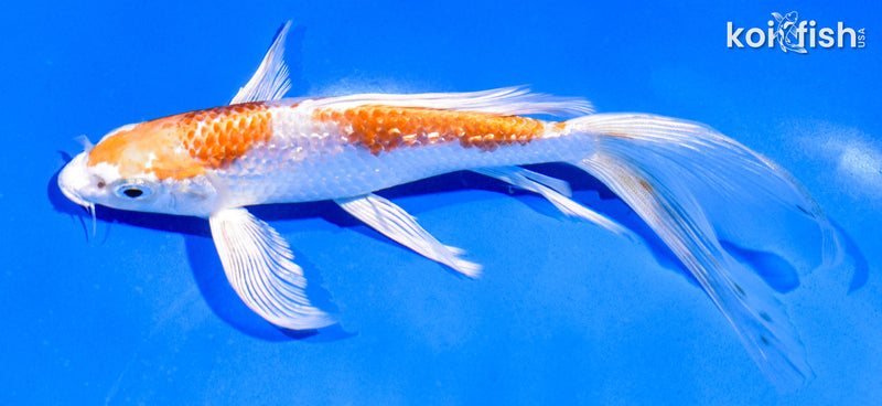 6.5" GINRIN NIDAN HARIWAKE BUTTERFLY