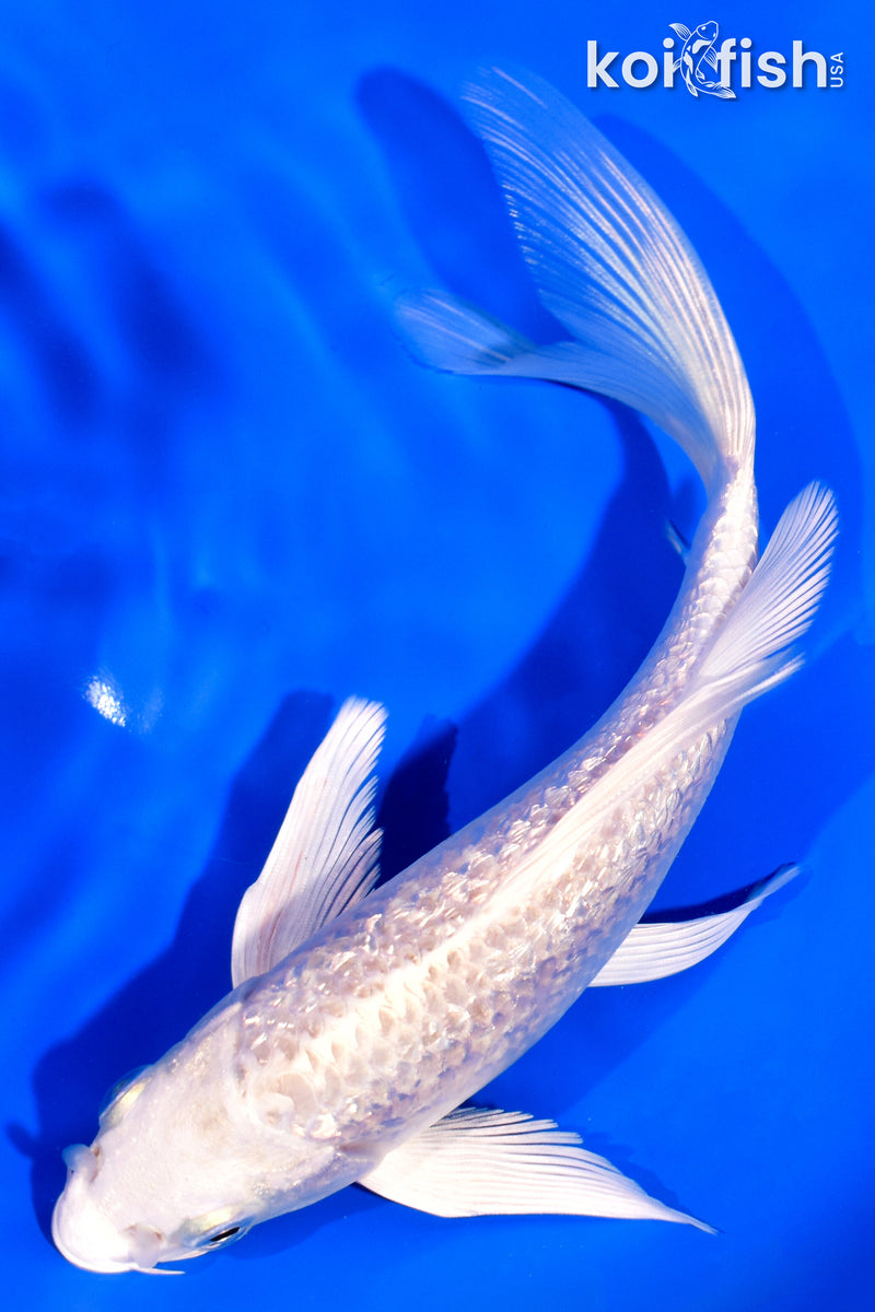 7.25" GINRIN PLATINUM OGON BUTTERFLY