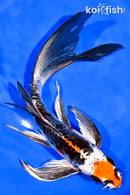 8.25" ARAGOKE BENI KIKOKURYU BUTTERFLY