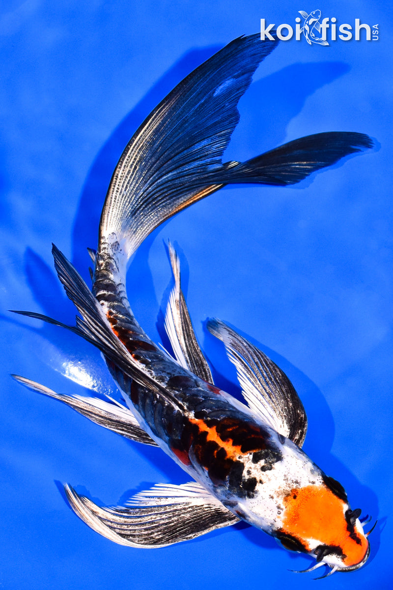 8.25" ARAGOKE BENI KIKOKURYU BUTTERFLY