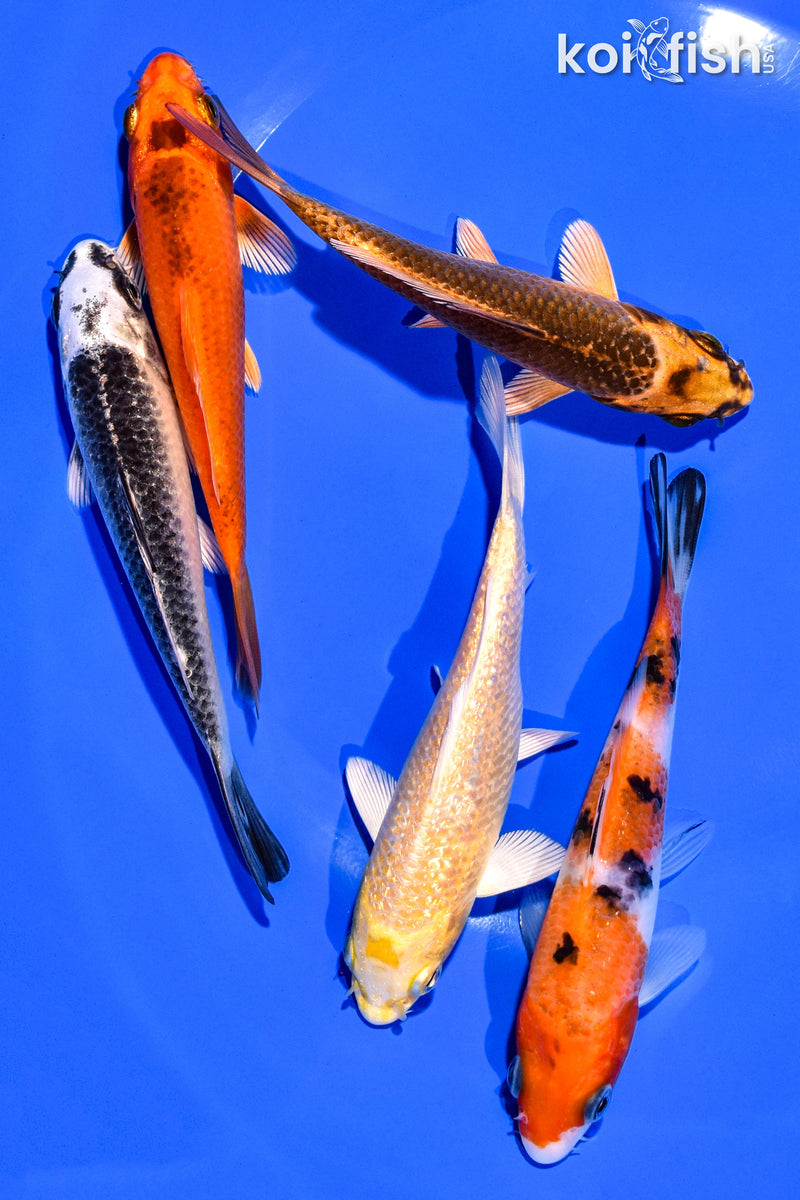 PACK OF (5) 4-5" STANDARD KOI