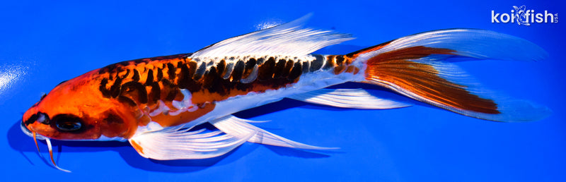 7.5" ARAGOKE BENI KIKOKURYU BUTTERFLY