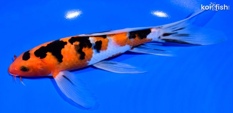 8" SANKE BUTTERFLY