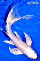 7.5" PLATINUM OGON BUTTERFLY