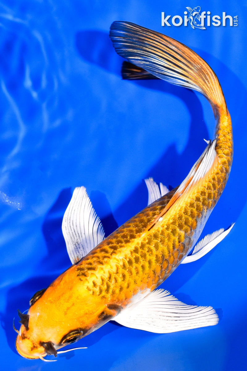 7.5" KUJAKU BUTTERFLY