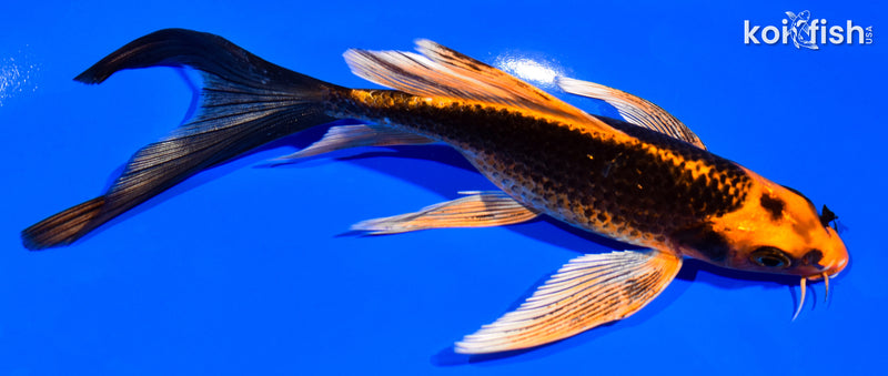 6" ORENJI MATSUBA BUTTERFLY