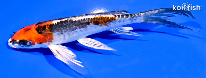 6" ARAGOKE BENI KIKOKURYU BUTTERFLY