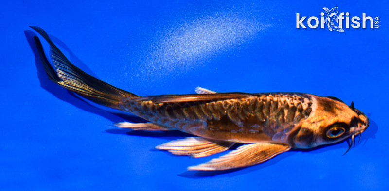 5" ARAGOKE BENI KIKOKURYU