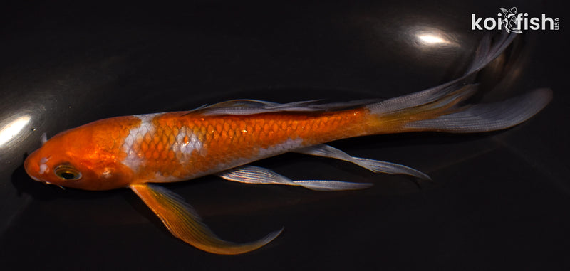 5.25" OCHIBA SHIGURE BUTTERFLY