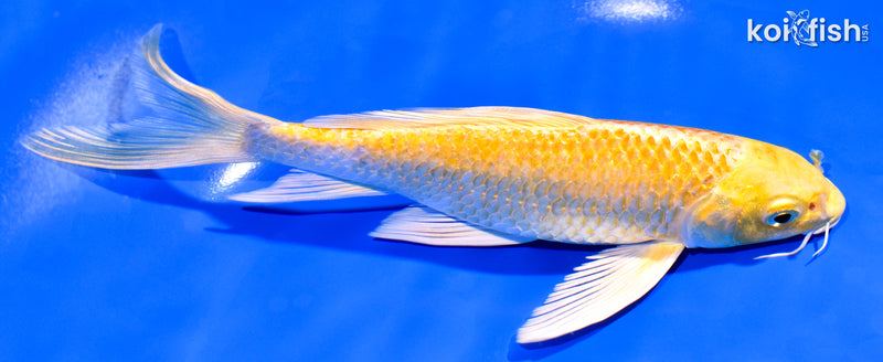 7.25" YAMABUKI OGON BUTTERFLY