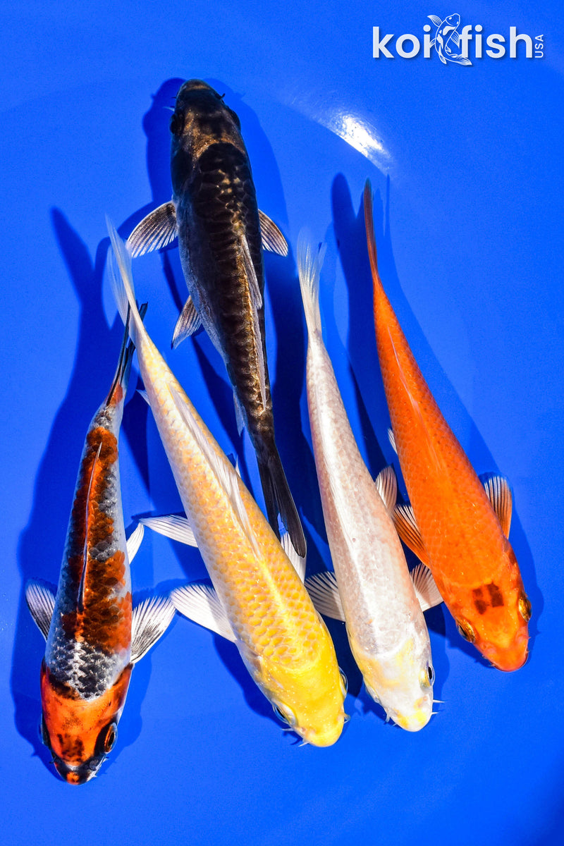 PACK OF (5) 4-5" STANDARD KOI