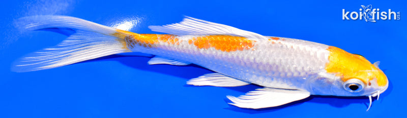 6.25" HARIWAKE BUTTERFLY