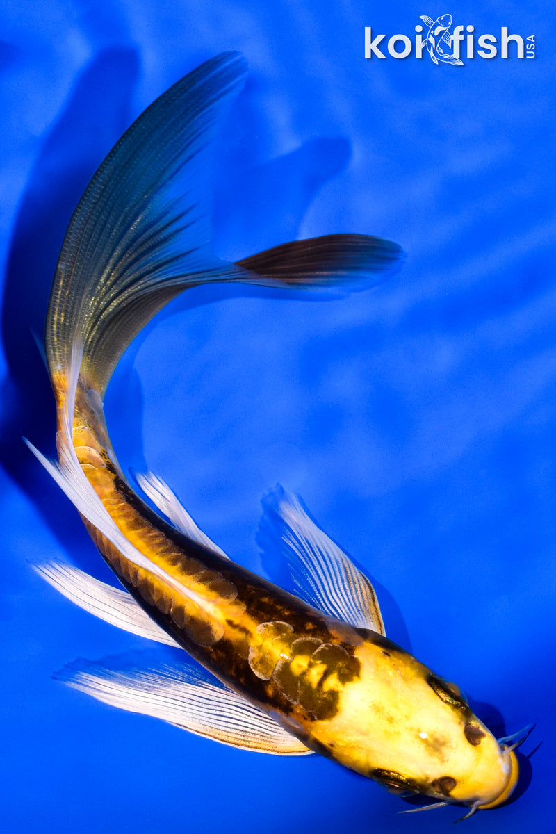 6.5" KIN KIKOKURYU BUTTERFLY