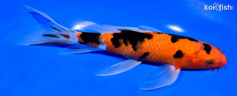 8" SANKE BUTTERFLY