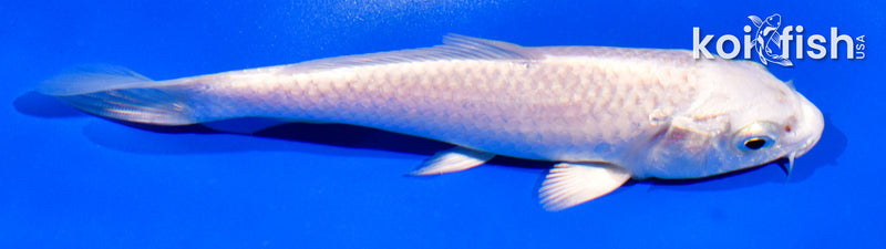 5" PLATINUM OGON