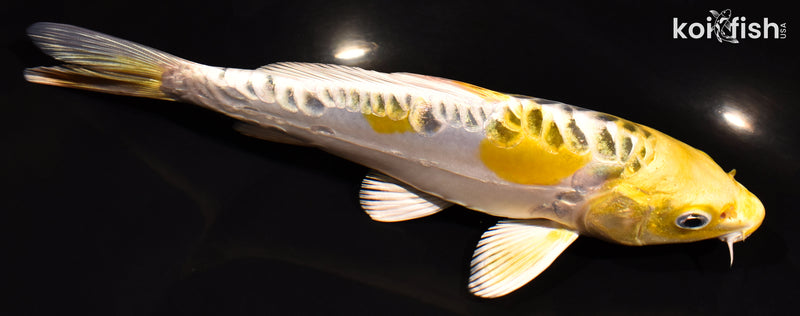 6.75" ARAGOKE KUJAKU