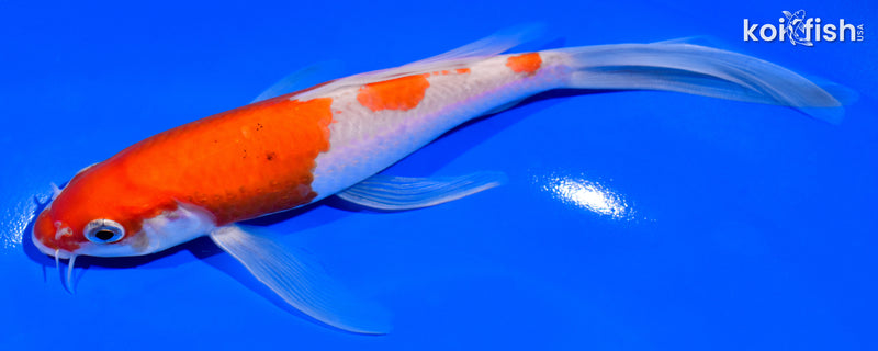 7" KOHAKU BUTTERFLY