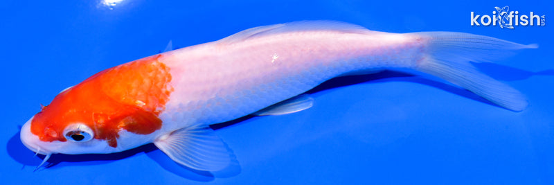 6.5" KOHAKU