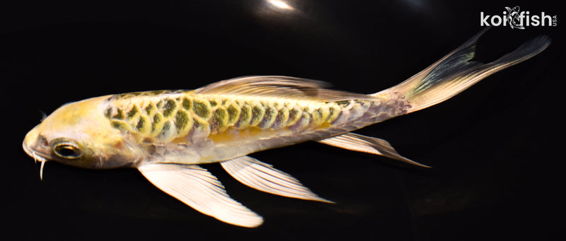 5.5" ARAGOKE KUJAKU BUTTERFLY