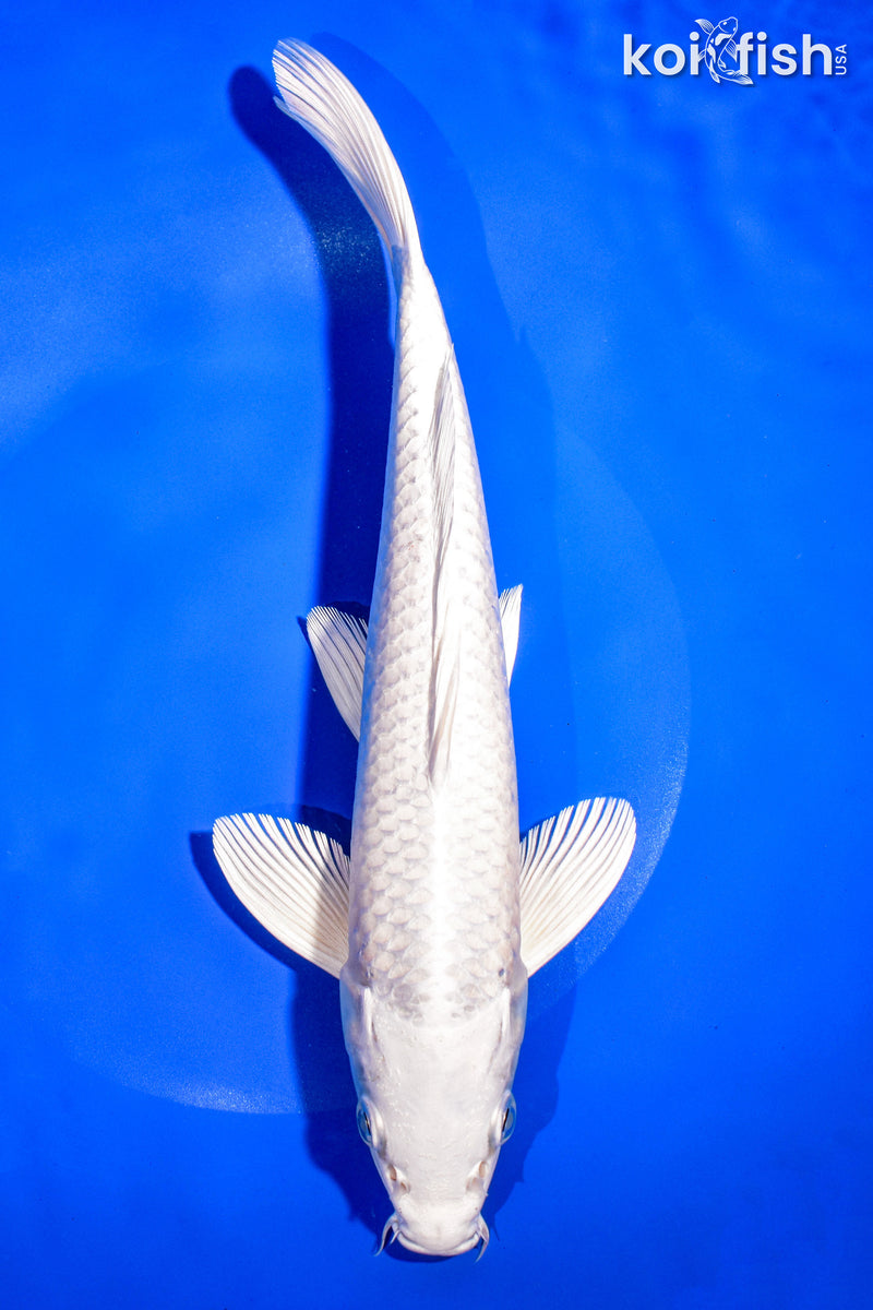 9.5" PLATINUM OGON