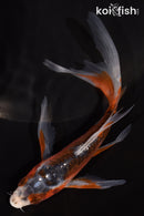 5" HI SHUSUI BUTTERFLY