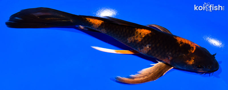 7" KIN HI UTSURI BUTTERFLY