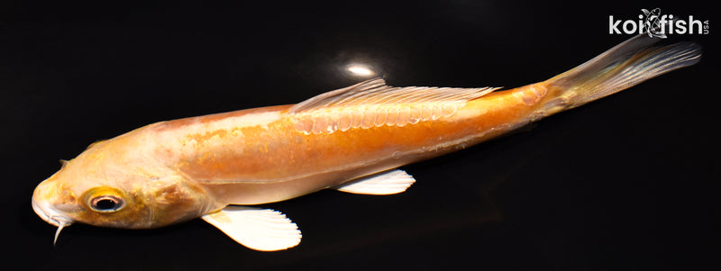 6" DOITSU YAMABUKI OGON