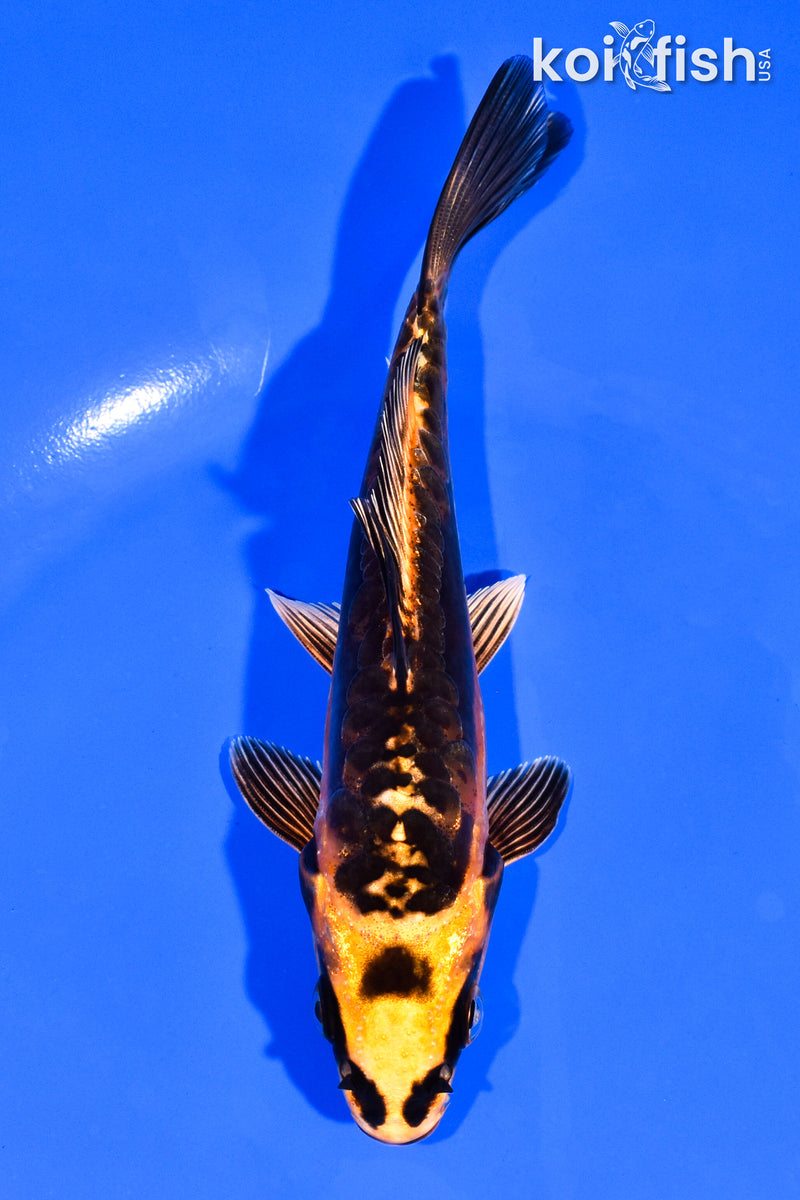 5.5" BENI KIKOKURYU