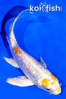 3.5" GINRIN HARIWAKE BUTTERFLY