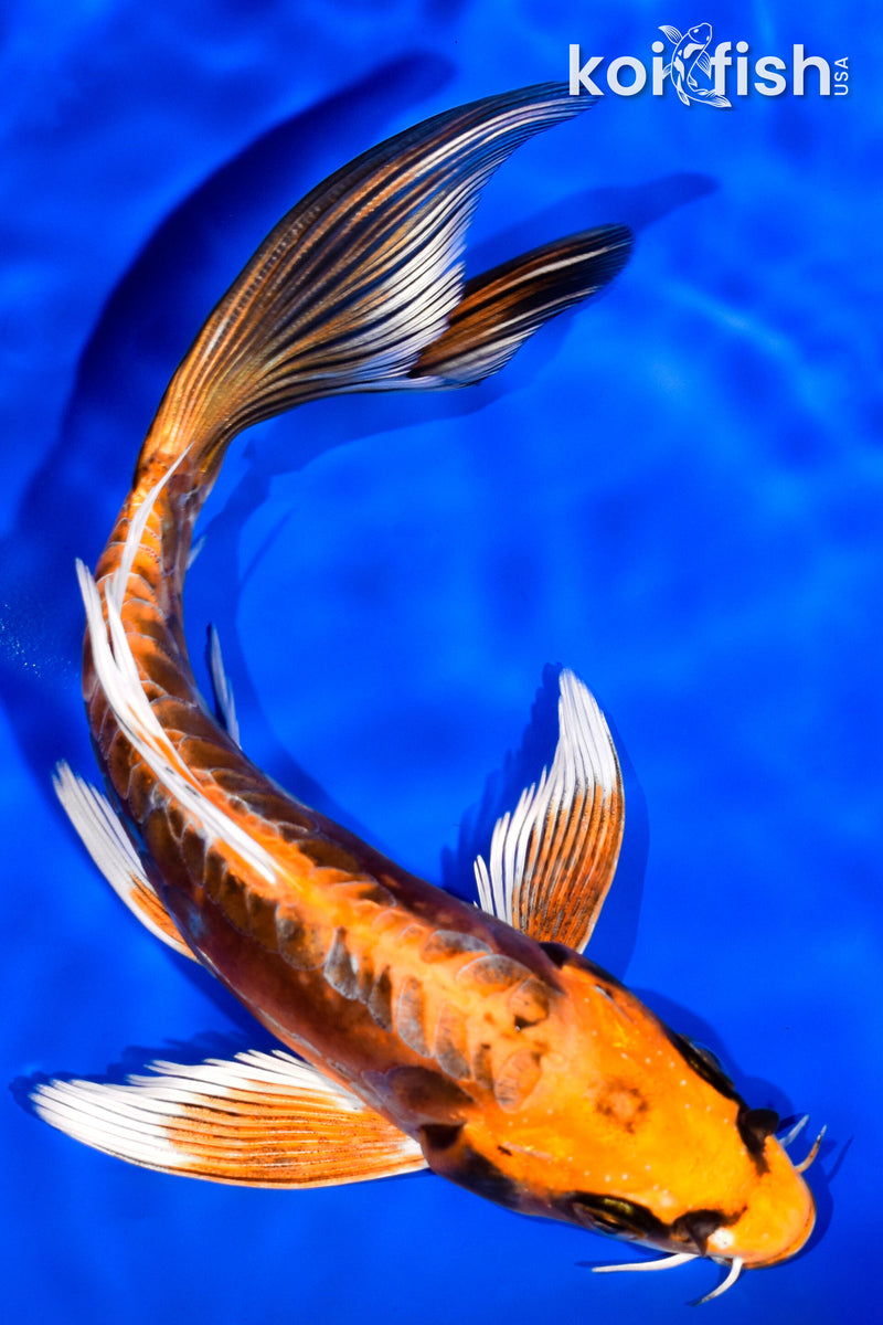 6.75" DOITSU ORENJI MATSUBA BUTTERFLY
