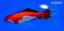 4" SARASA WATONAI GOLDFISH