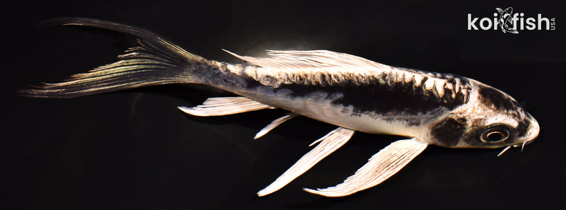 5.25" KIKOKURYU BUTTERFLY